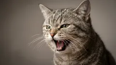 Kočka v noci mňouká a budí vás? Nejčastější důvody a rychlé řešení