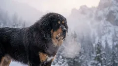 V mrazivém chladu i v žhavém horku: 7 plemen, která mohou žít venku po celý rok