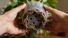 5 jasných signálů, že je čas přesadit pokojovku a vyměnit substrát