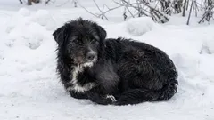 Jak v zimě pomoct toulavým kočkám a psům bez rizika: 5 jednoduchých kroků